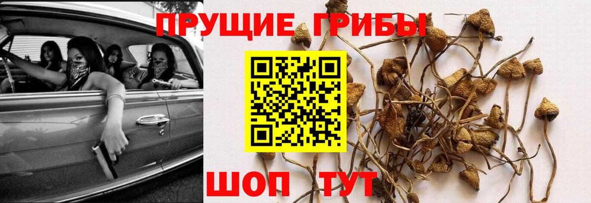Тимашёвск  купить   Вход с VPN  Галлюциногенные грибы Psilocybine cubensis  Галлюциногенные грибы мицелий 